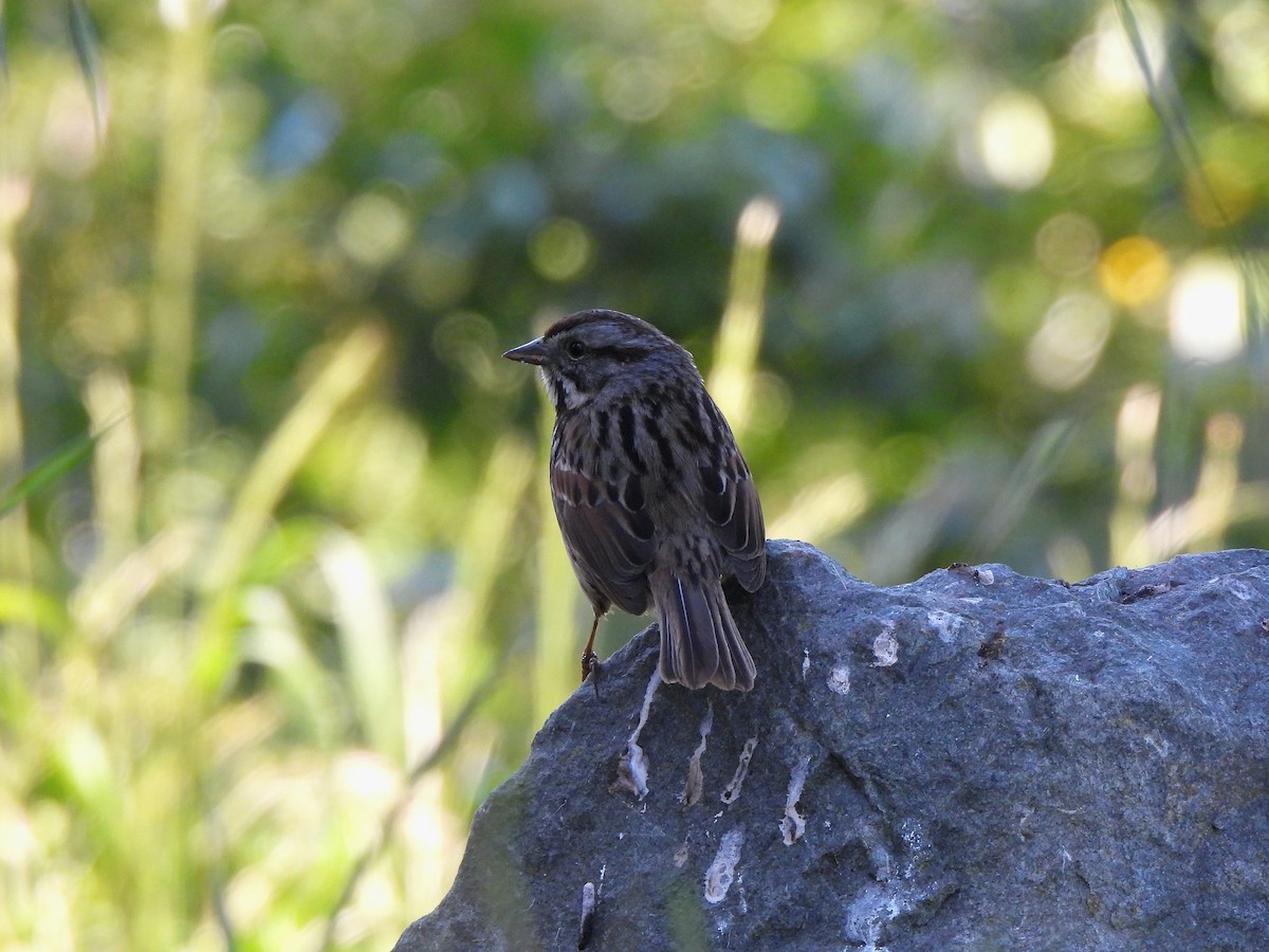 Song Sparrow - ML635352248
