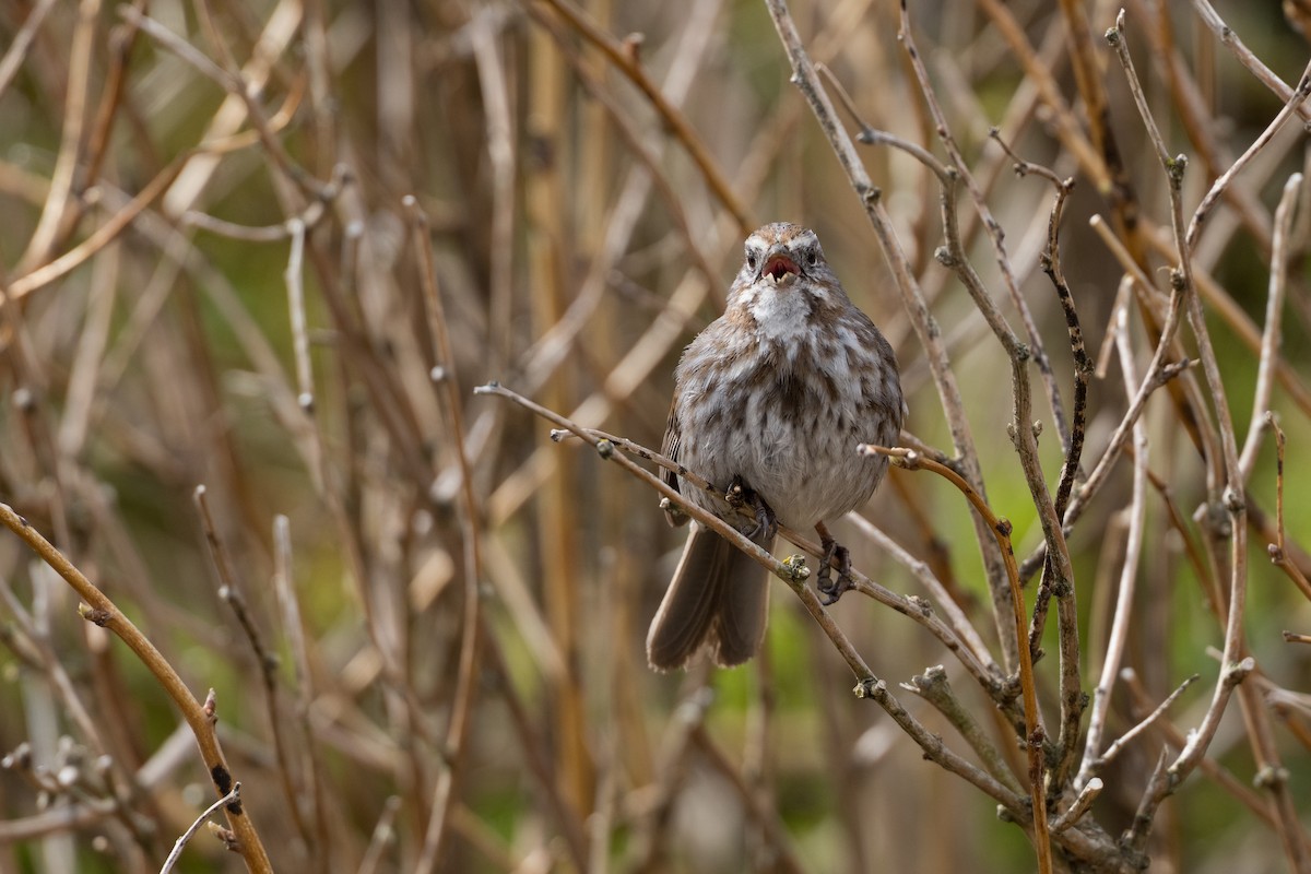 Song Sparrow (sanaka/maxima) - ML635352290
