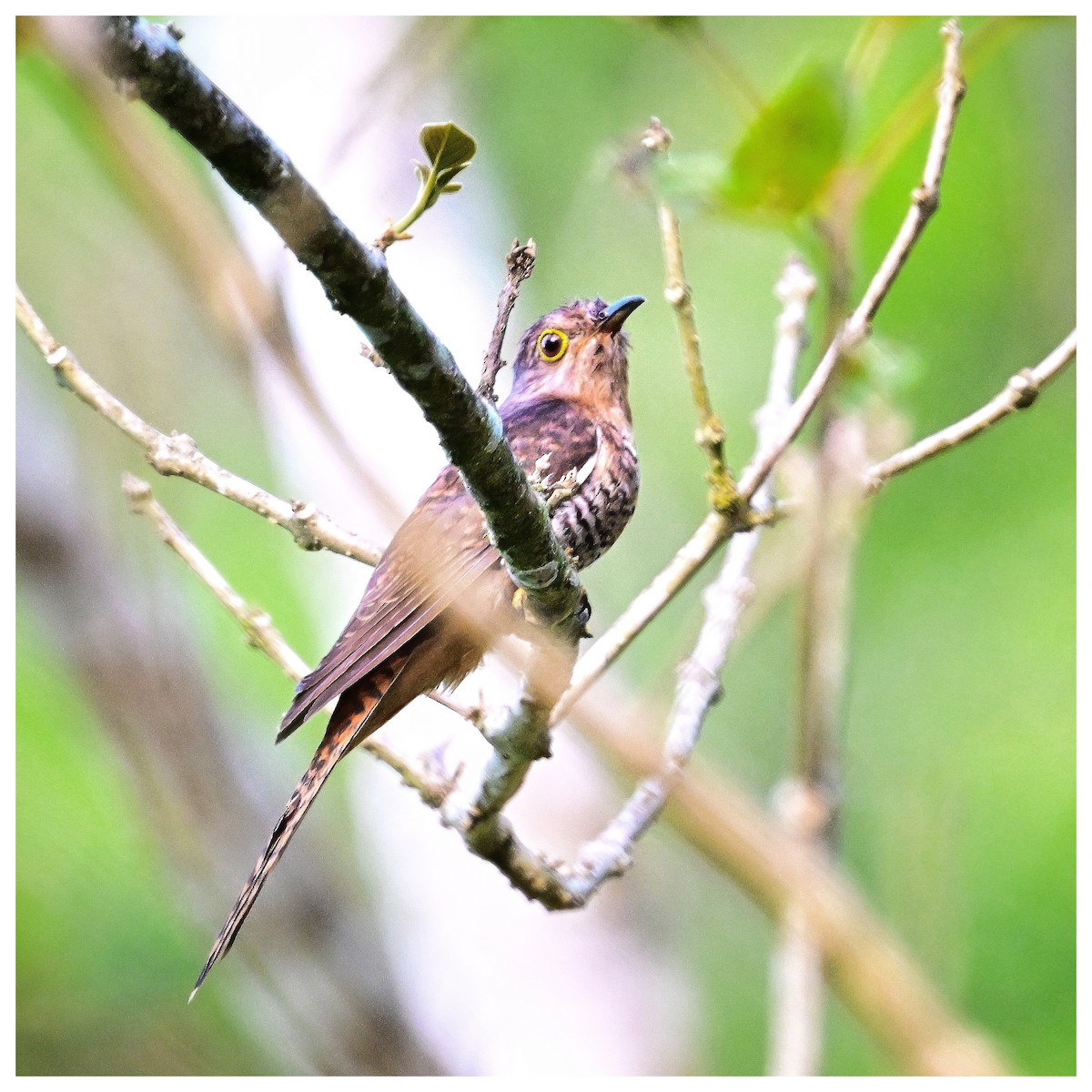 Sunda Brush Cuckoo - ML635352292