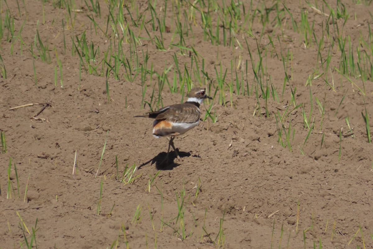 Killdeer - ML635352295