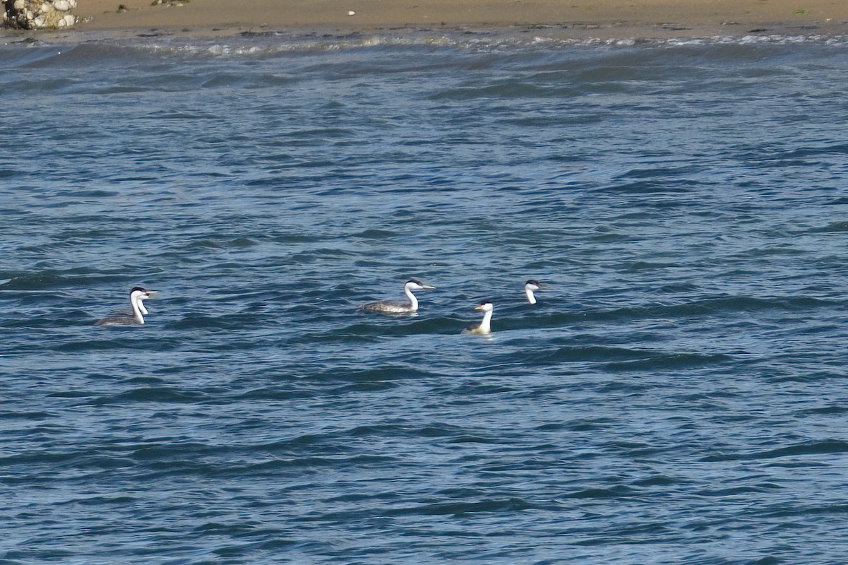 Clark's Grebe - ML635352297
