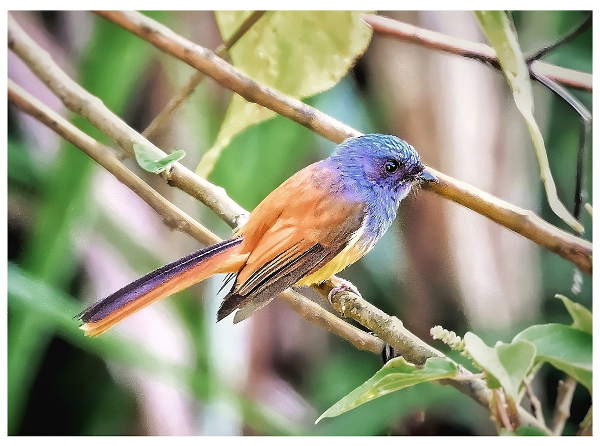 Blue-headed Fantail - ML635352298