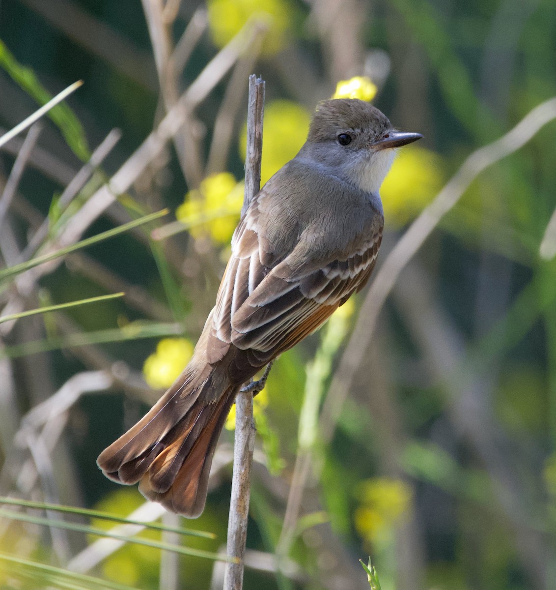 Ash-throated Flycatcher - ML635352299