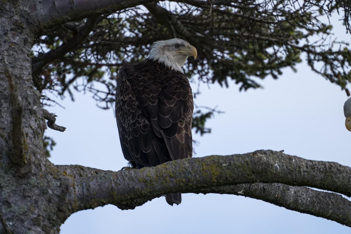 Bald Eagle - ML635352301