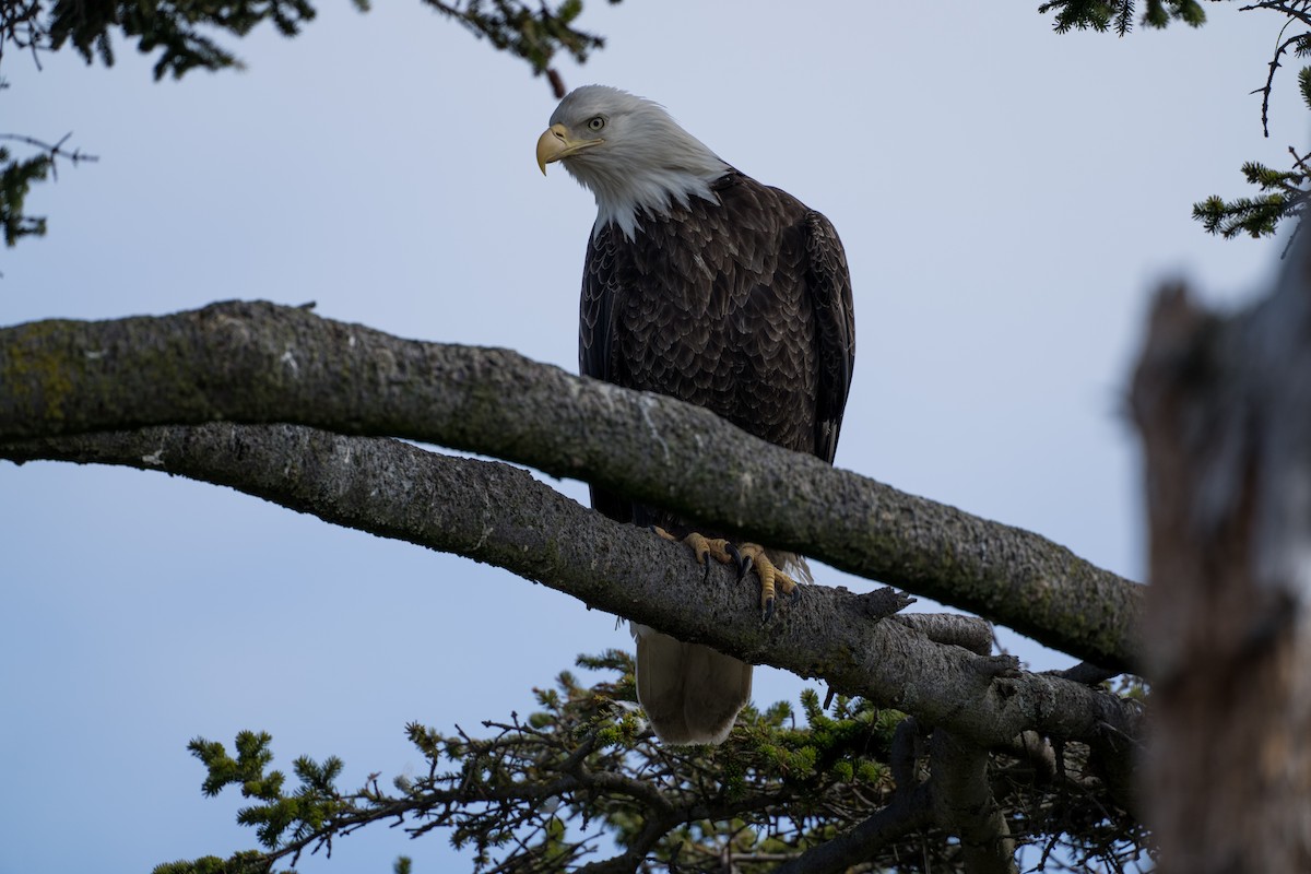 Bald Eagle - ML635352302