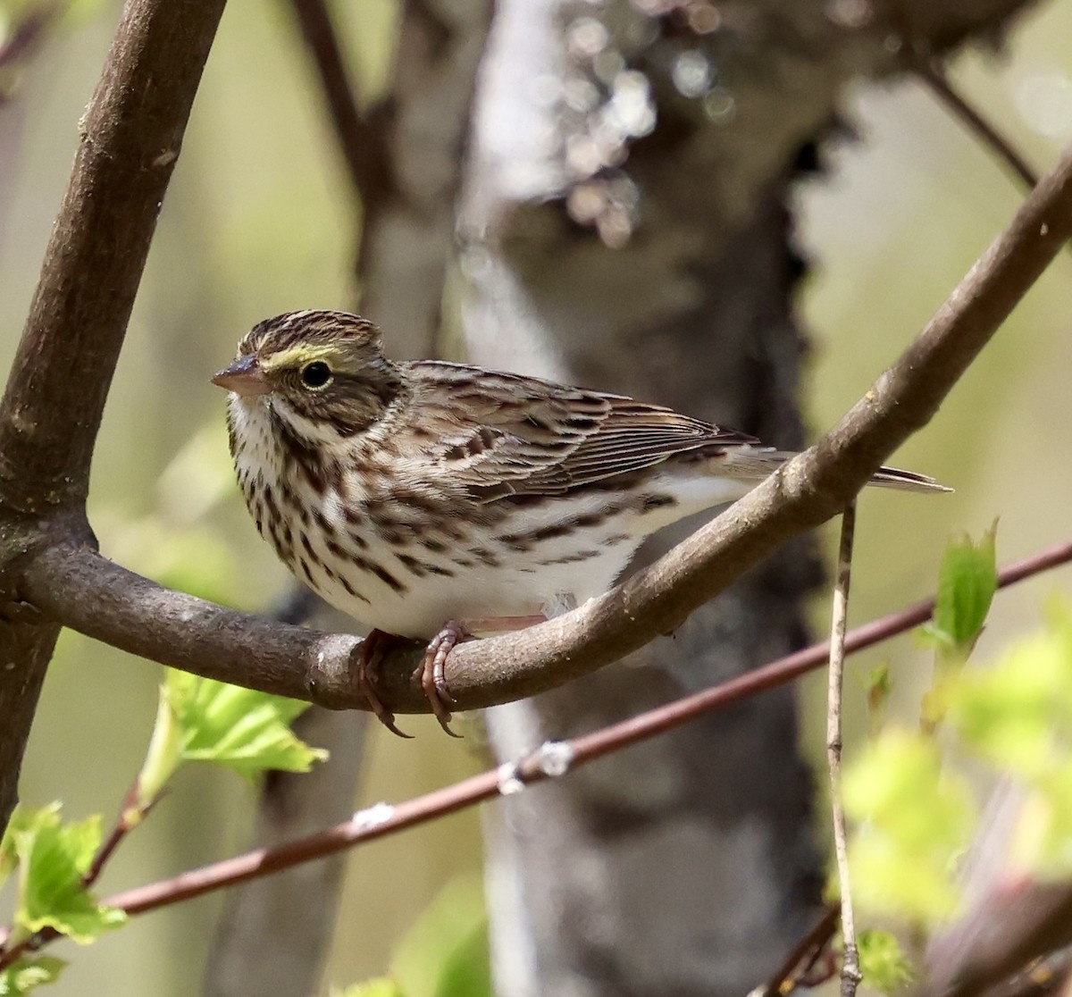 Savannah Sparrow - ML635352308