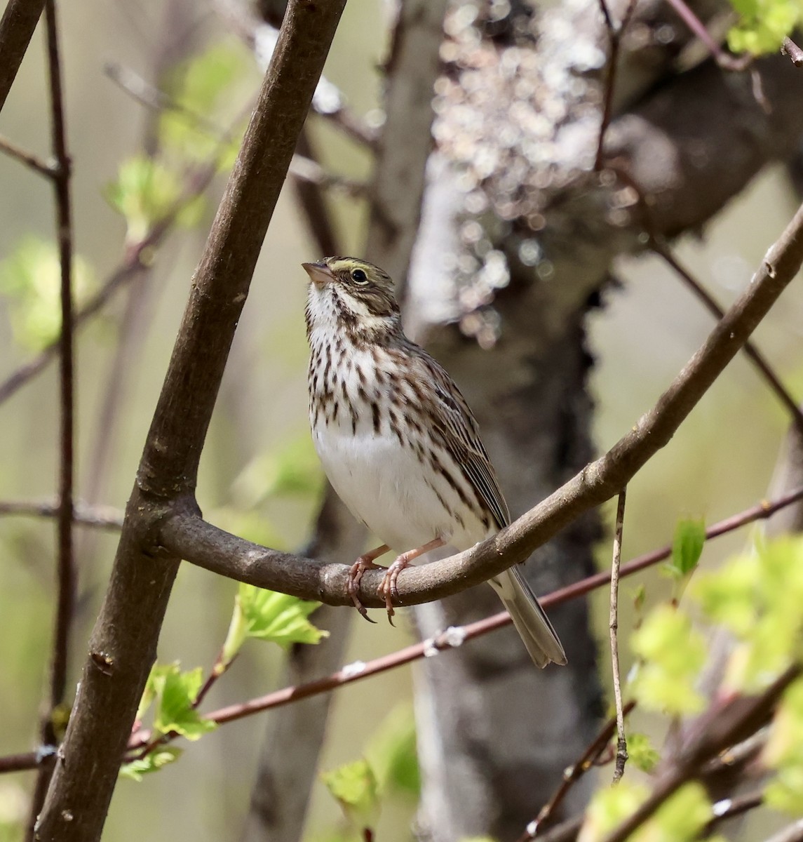 Savannah Sparrow - ML635352309