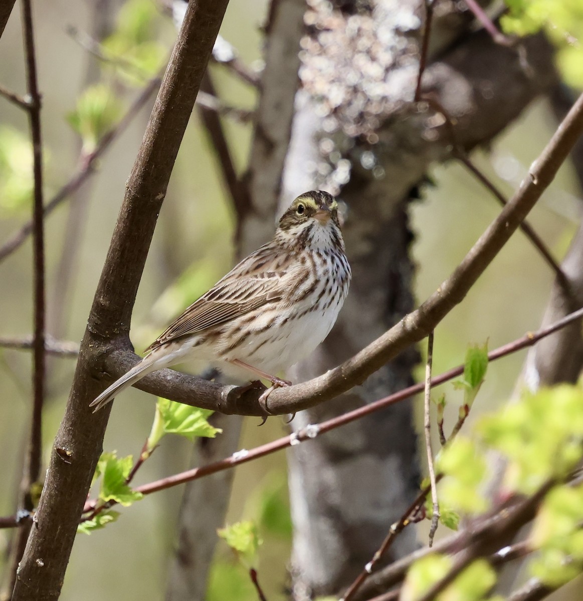 Savannah Sparrow - ML635352310