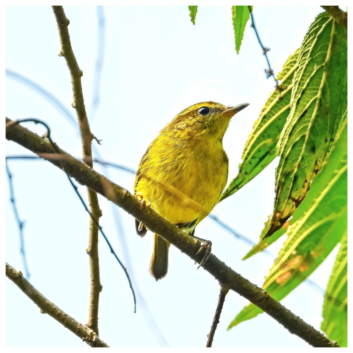 Negros Leaf Warbler - ML635352316