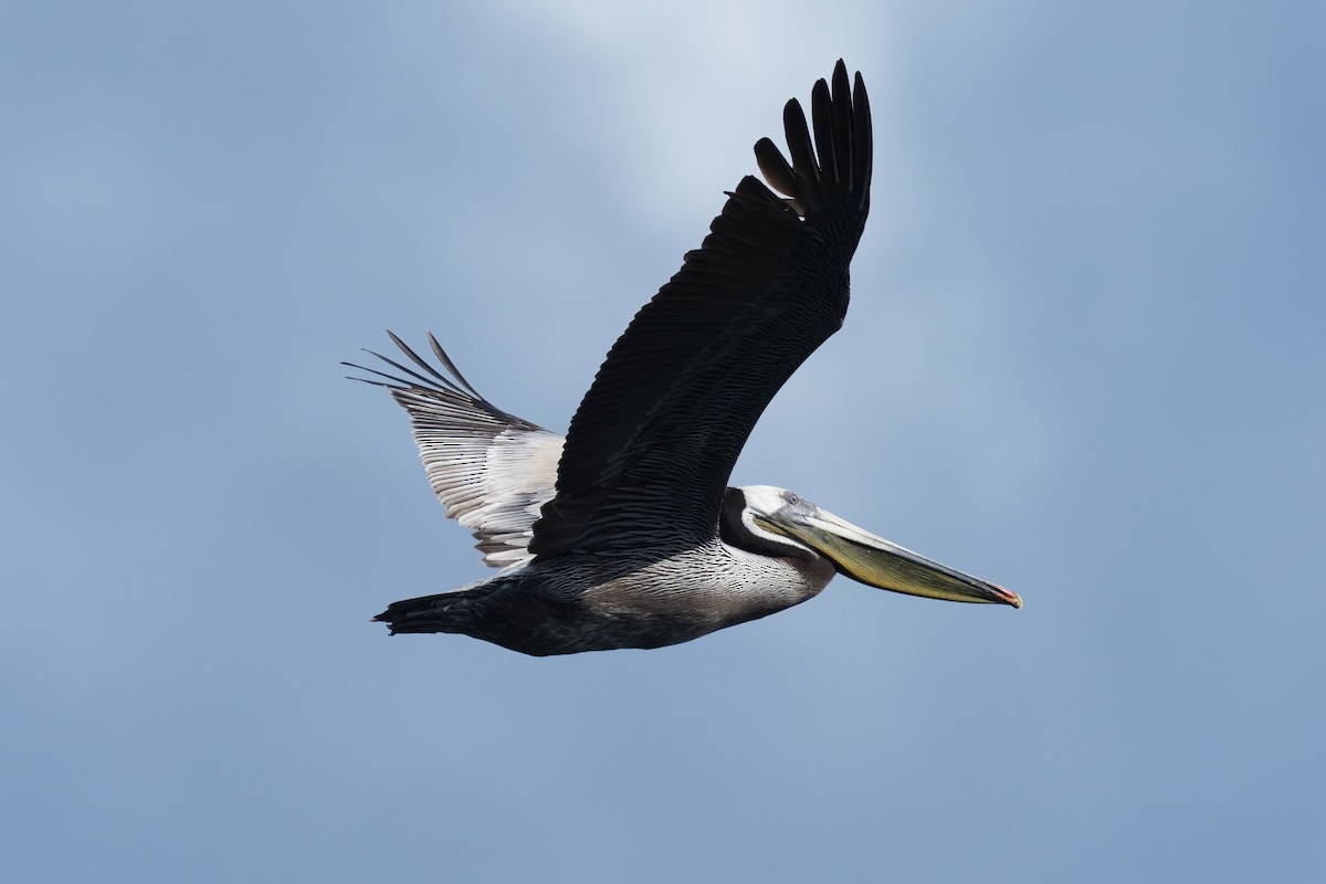 Brown Pelican (California) - ML635352318