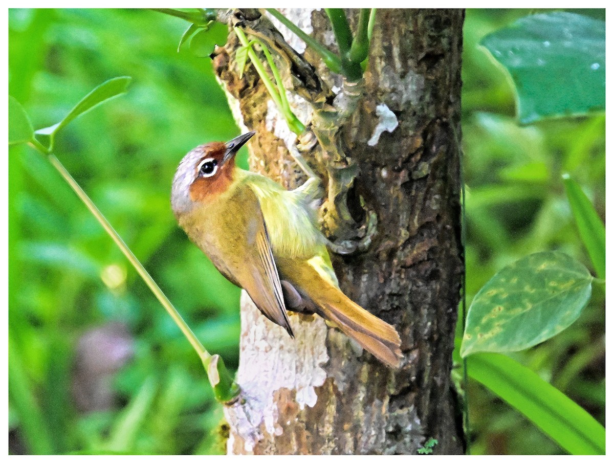 Chestnut-faced Babbler - ML635352324