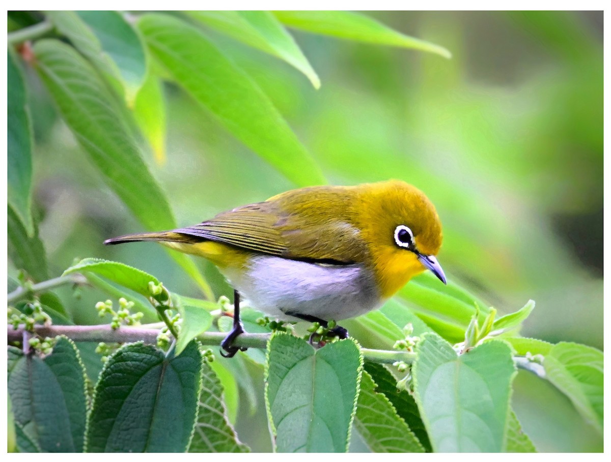 Warbling White-eye - ML635352329