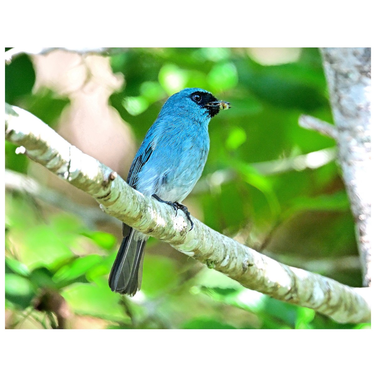 Turquoise Flycatcher - ML635352331
