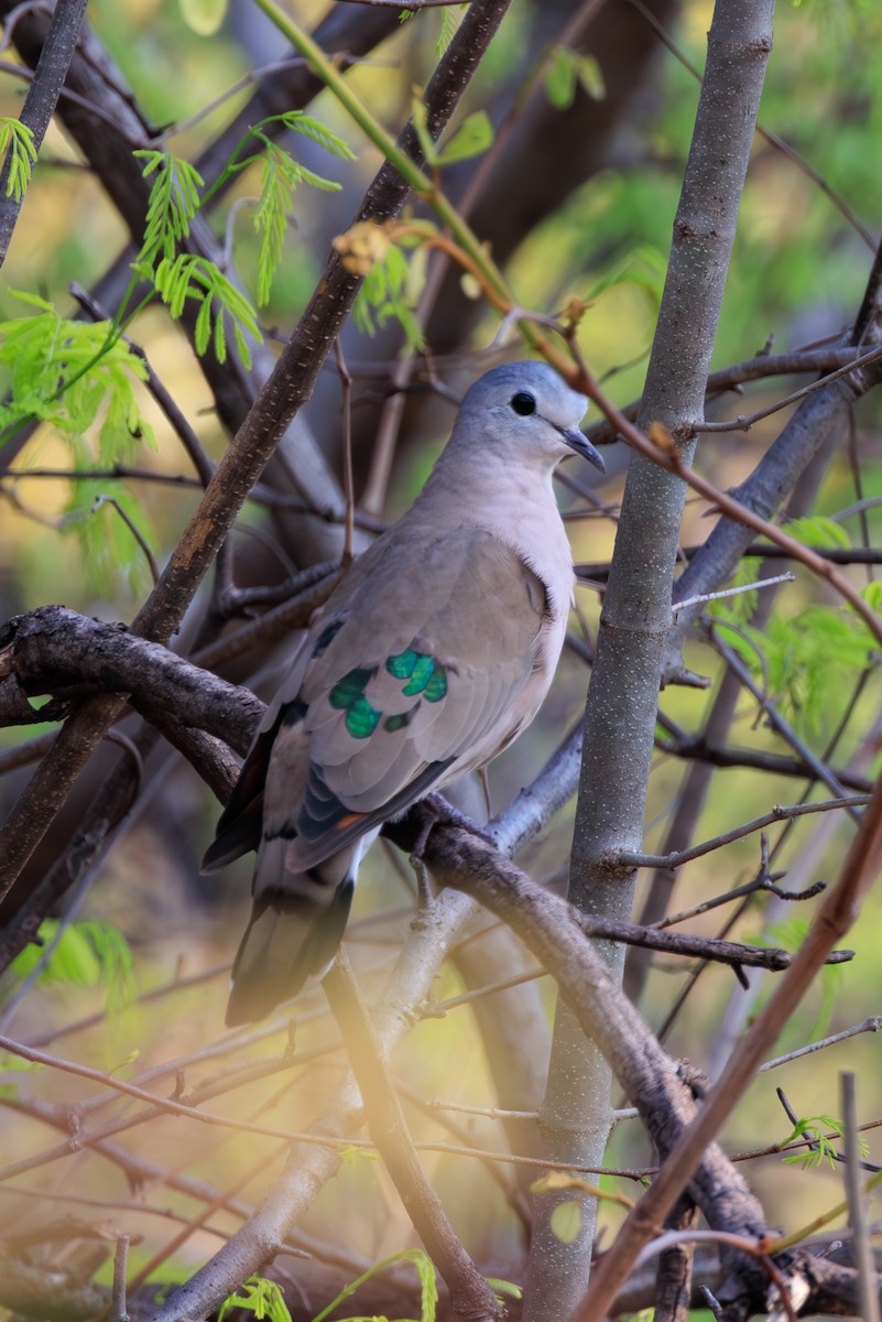 Emerald-spotted Wood-Dove - ML635352340