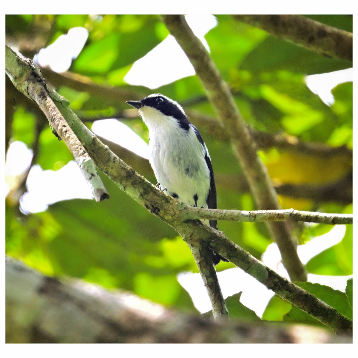 Little Pied Flycatcher - ML635352341