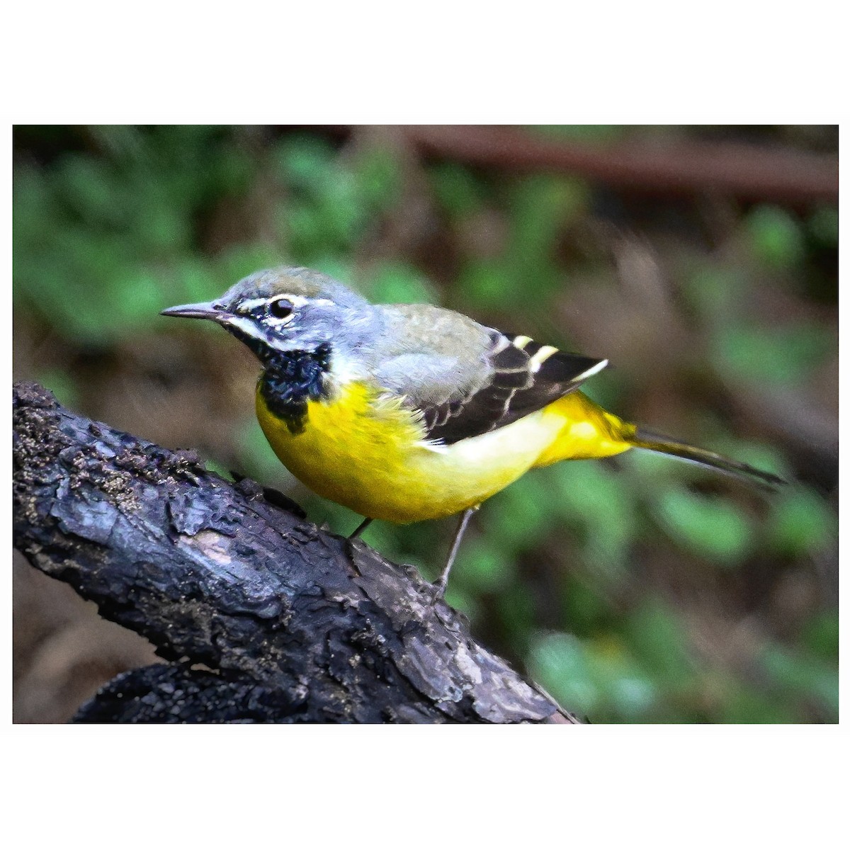 Gray Wagtail - ML635352344