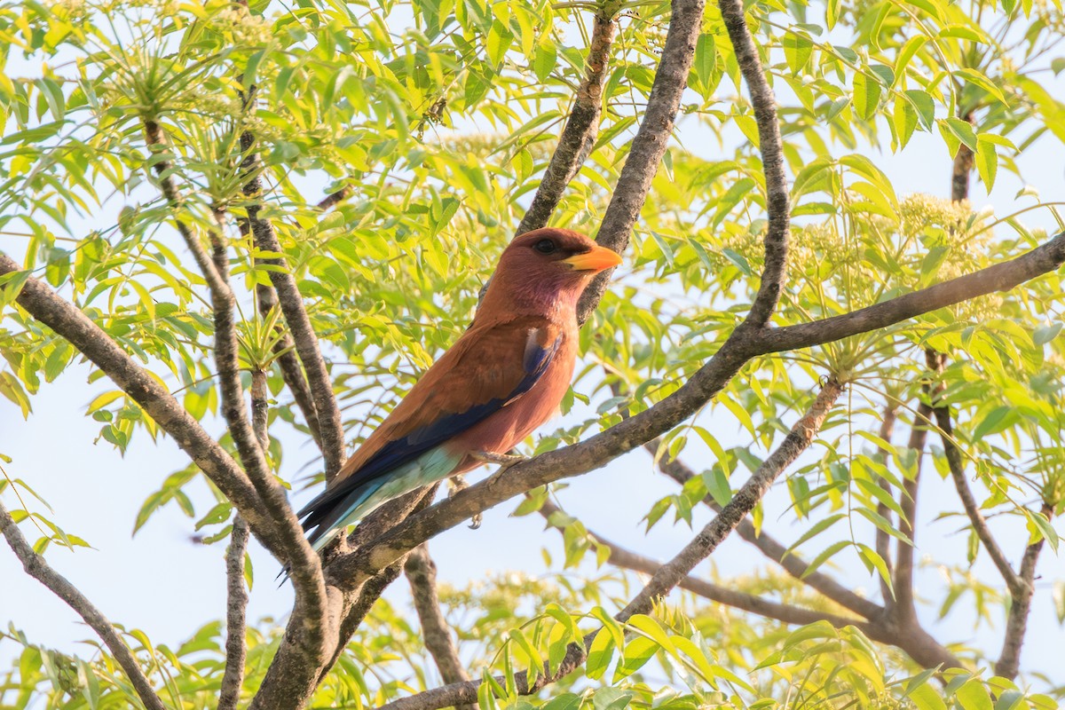 Broad-billed Roller - ML635352345