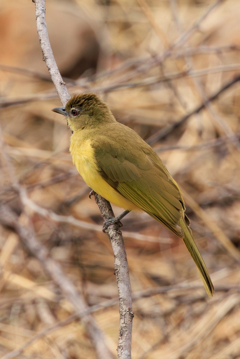 Yellow-bellied Greenbul - ML635352349