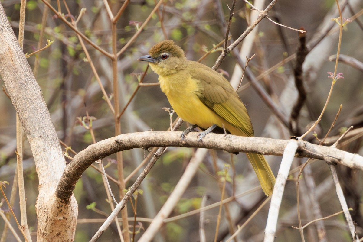 Yellow-bellied Greenbul - ML635352350