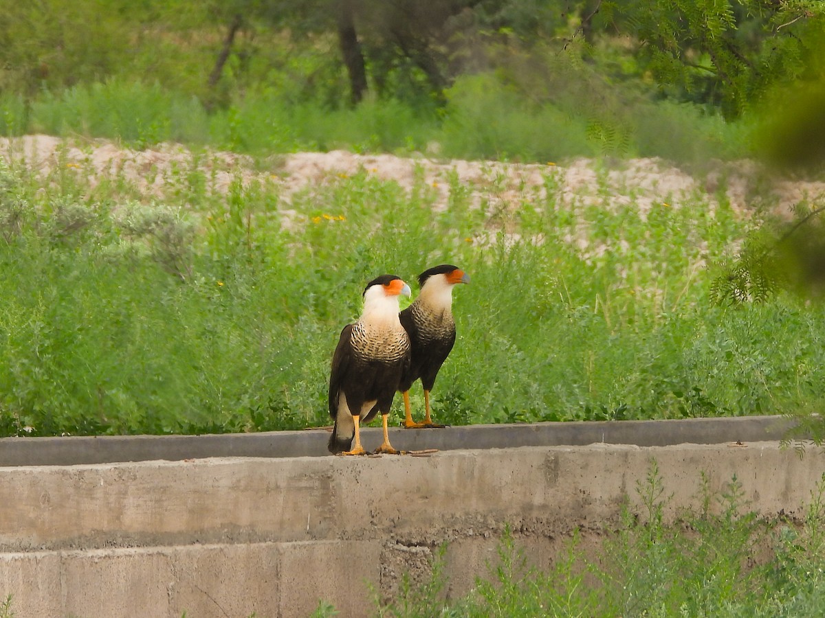 Crested Caracara - ML635352354