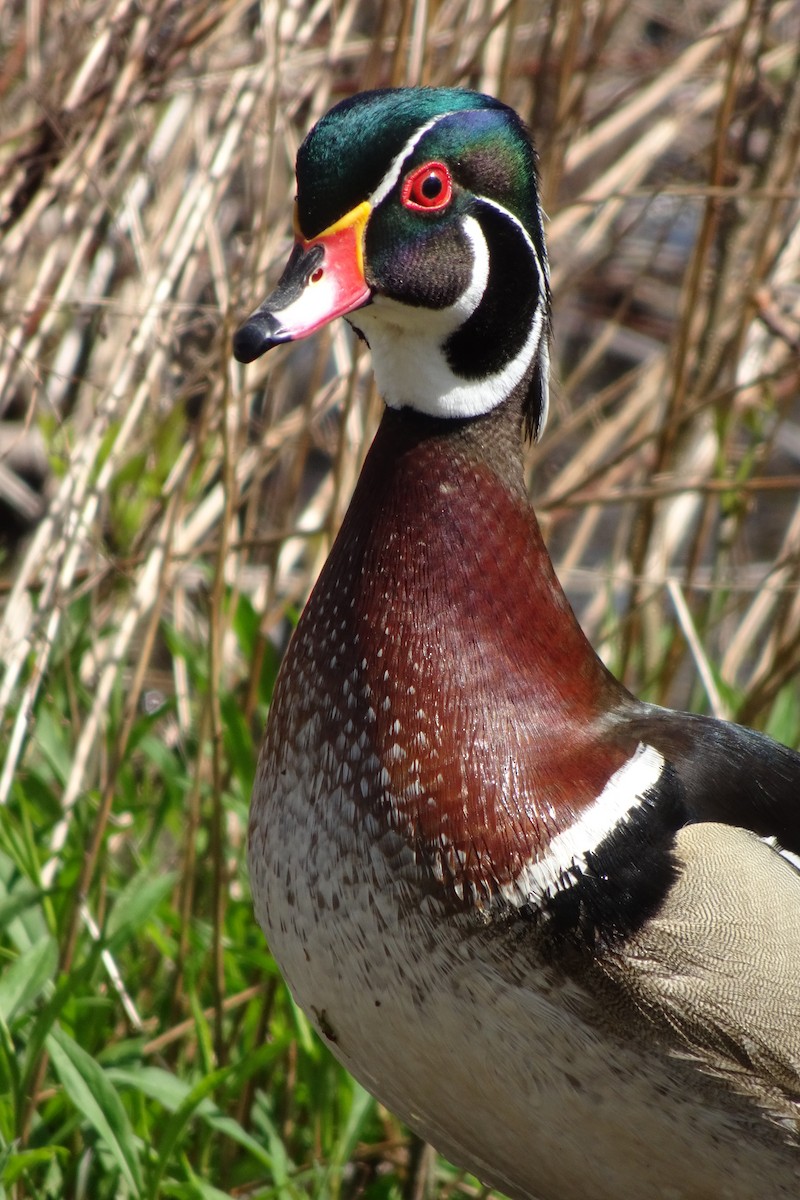 Wood Duck - ML635352360