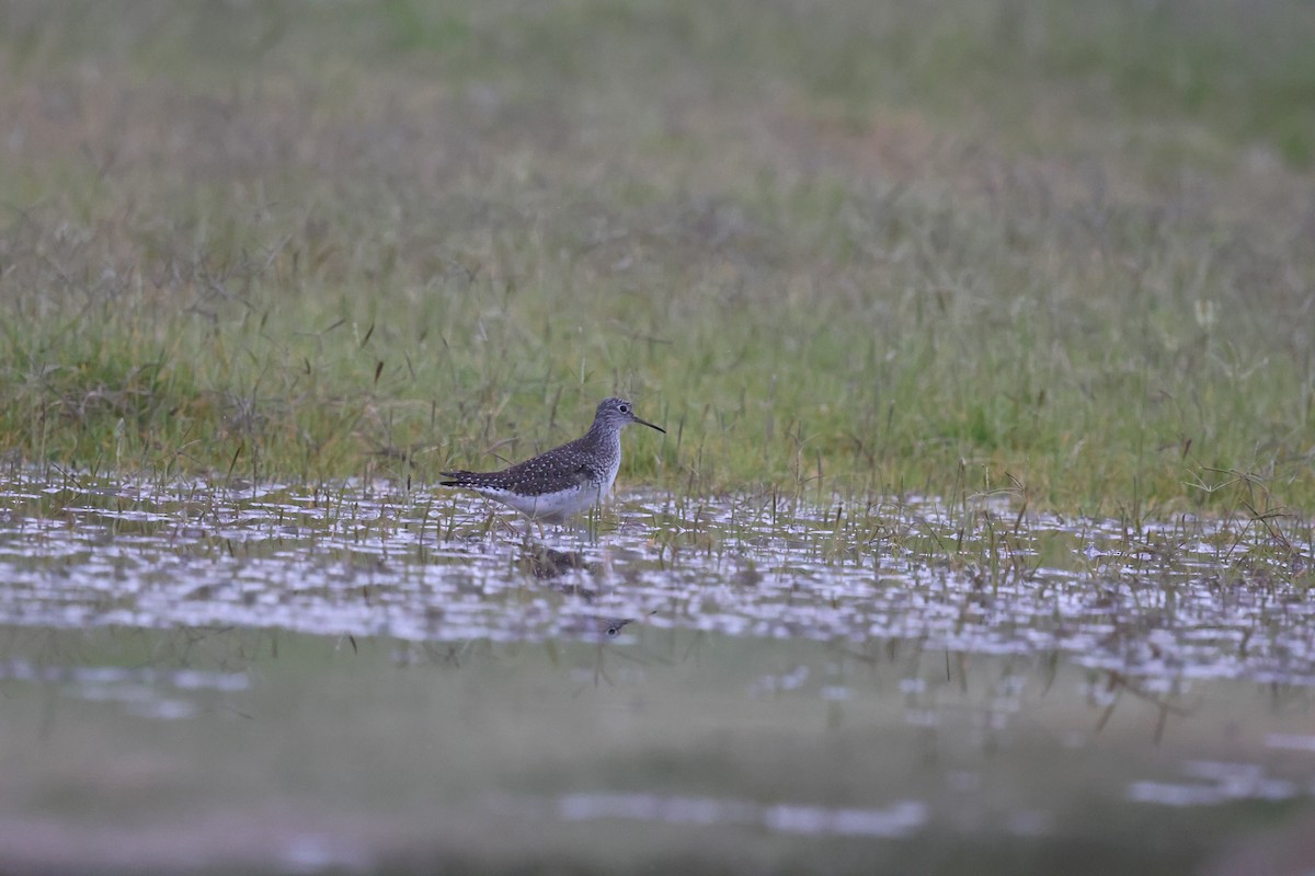 Solitary Sandpiper - ML635352362