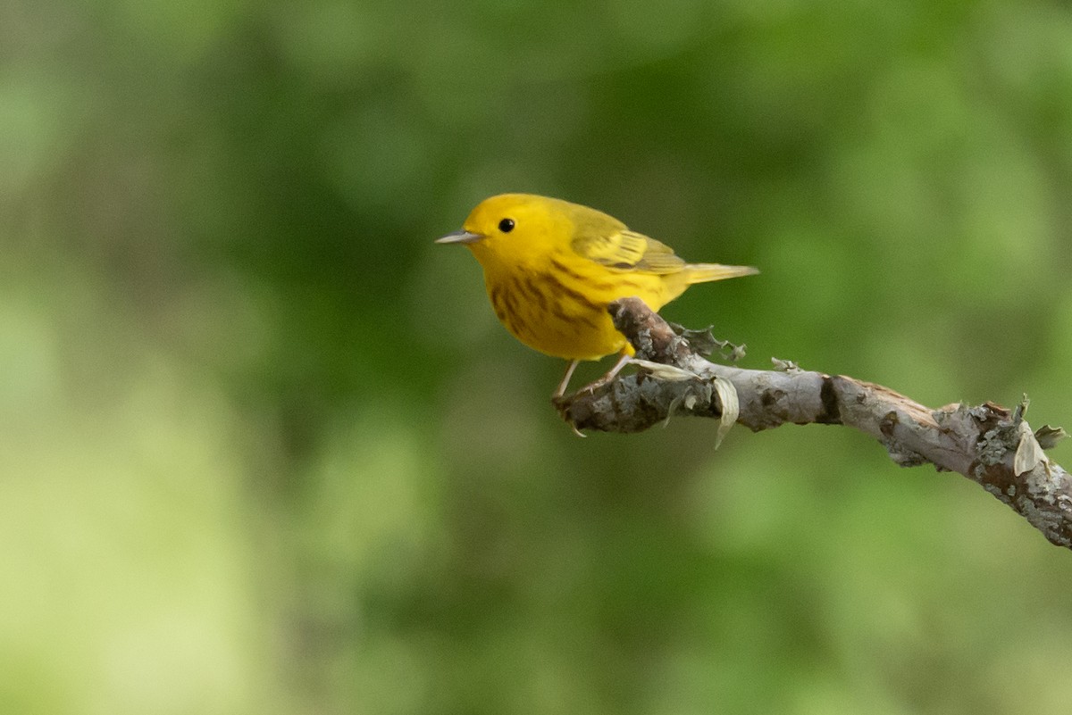 Yellow Warbler - ML635352406