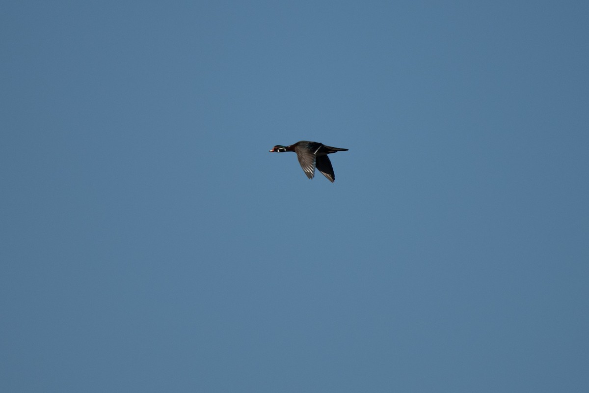 Wood Duck - ML635352443