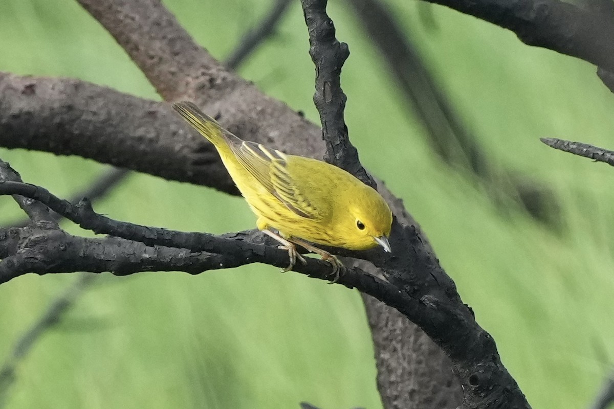 Yellow Warbler - ML635352457