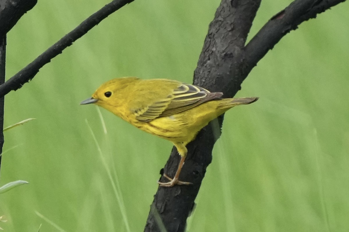 Yellow Warbler - ML635352458