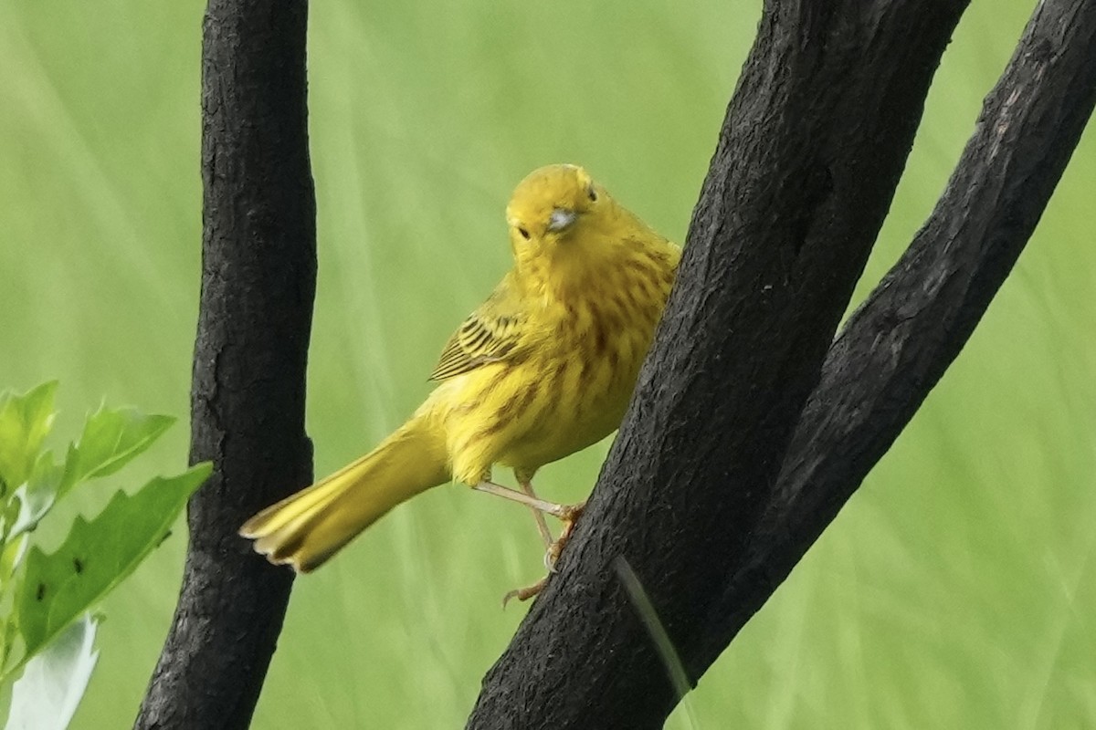 Yellow Warbler - ML635352460