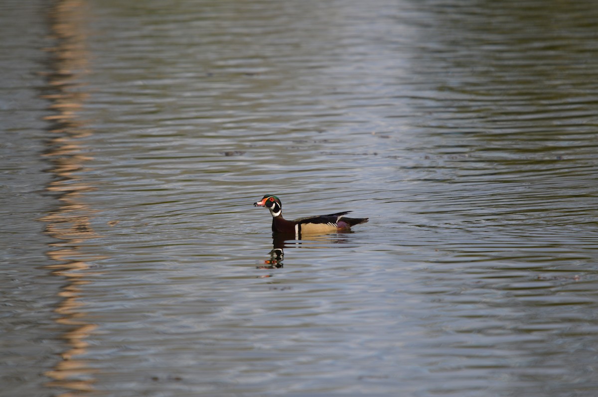Wood Duck - ML635352462