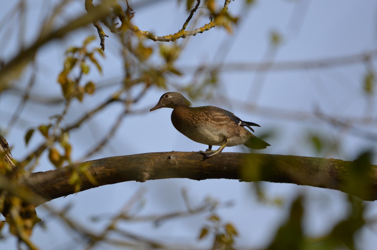 Wood Duck - ML635352466