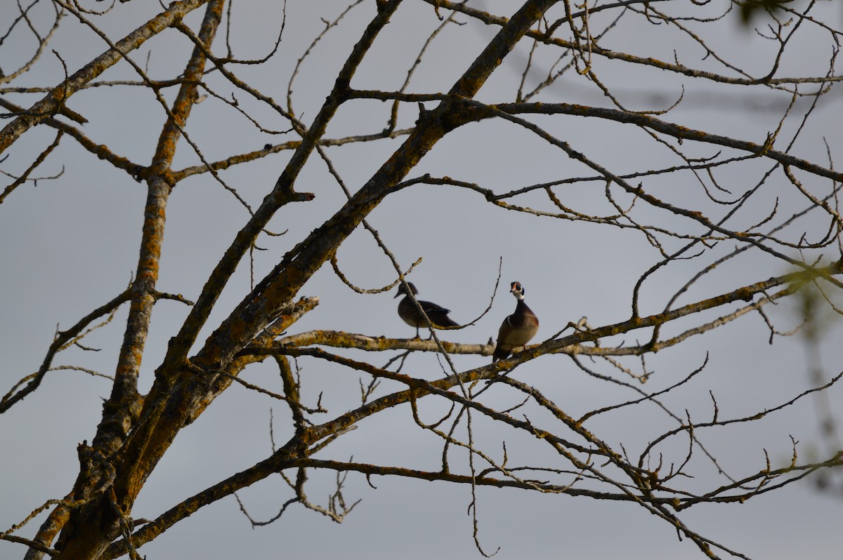 Wood Duck - ML635352477