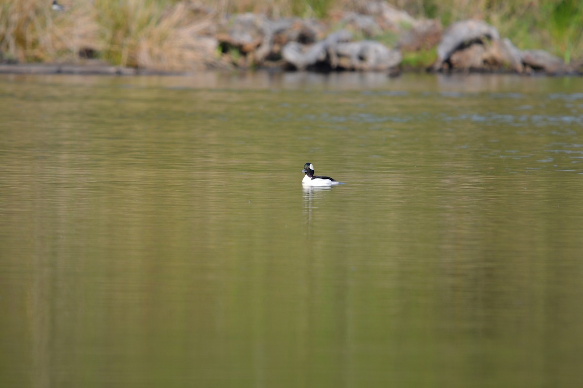 Bufflehead - ML635352489