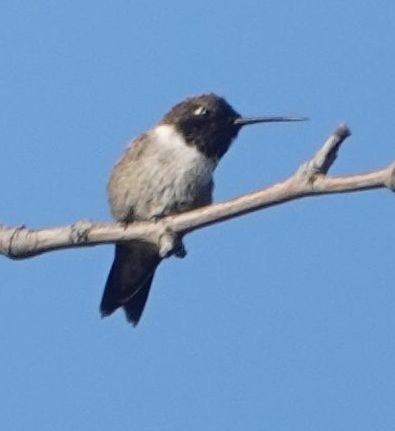 Black-chinned Hummingbird - ML635352520