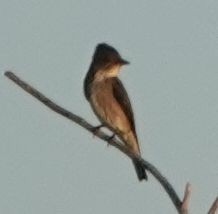 Olive-sided Flycatcher - ML635352528