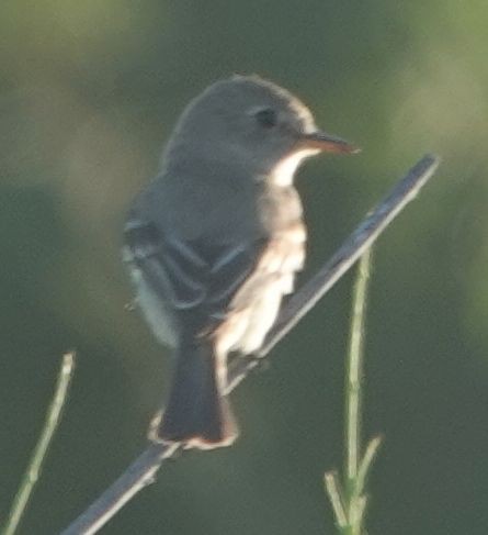 Gray Flycatcher - ML635352531