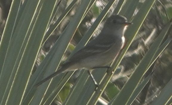 Gray Flycatcher - ML635352534