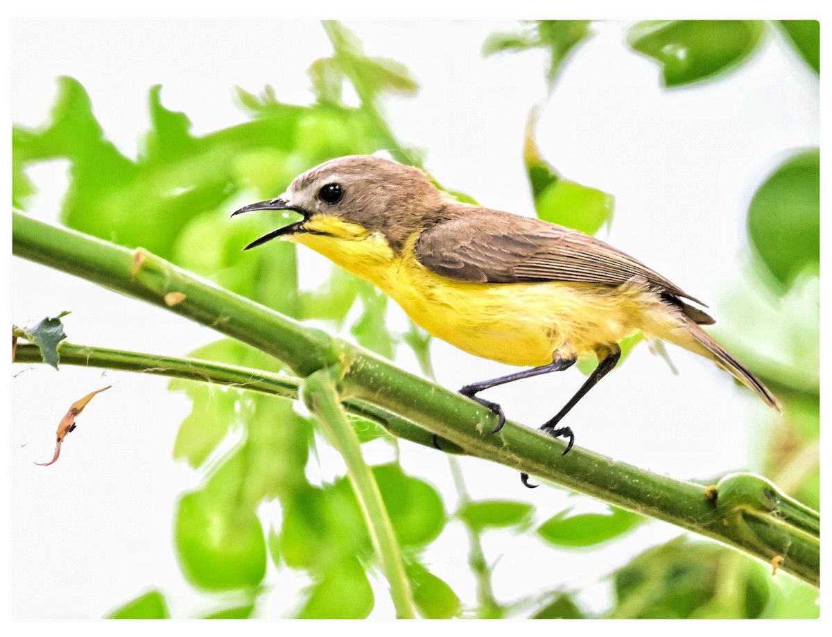 Golden-bellied Gerygone - ML635352536