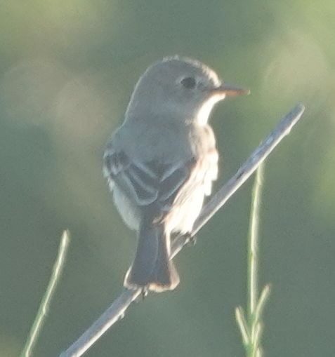 Gray Flycatcher - ML635352537
