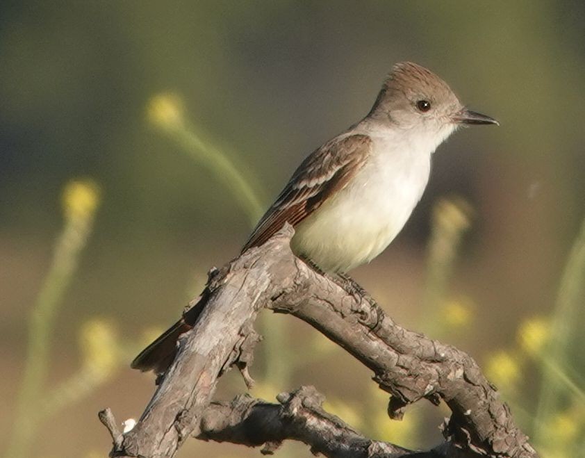 Ash-throated Flycatcher - ML635352542