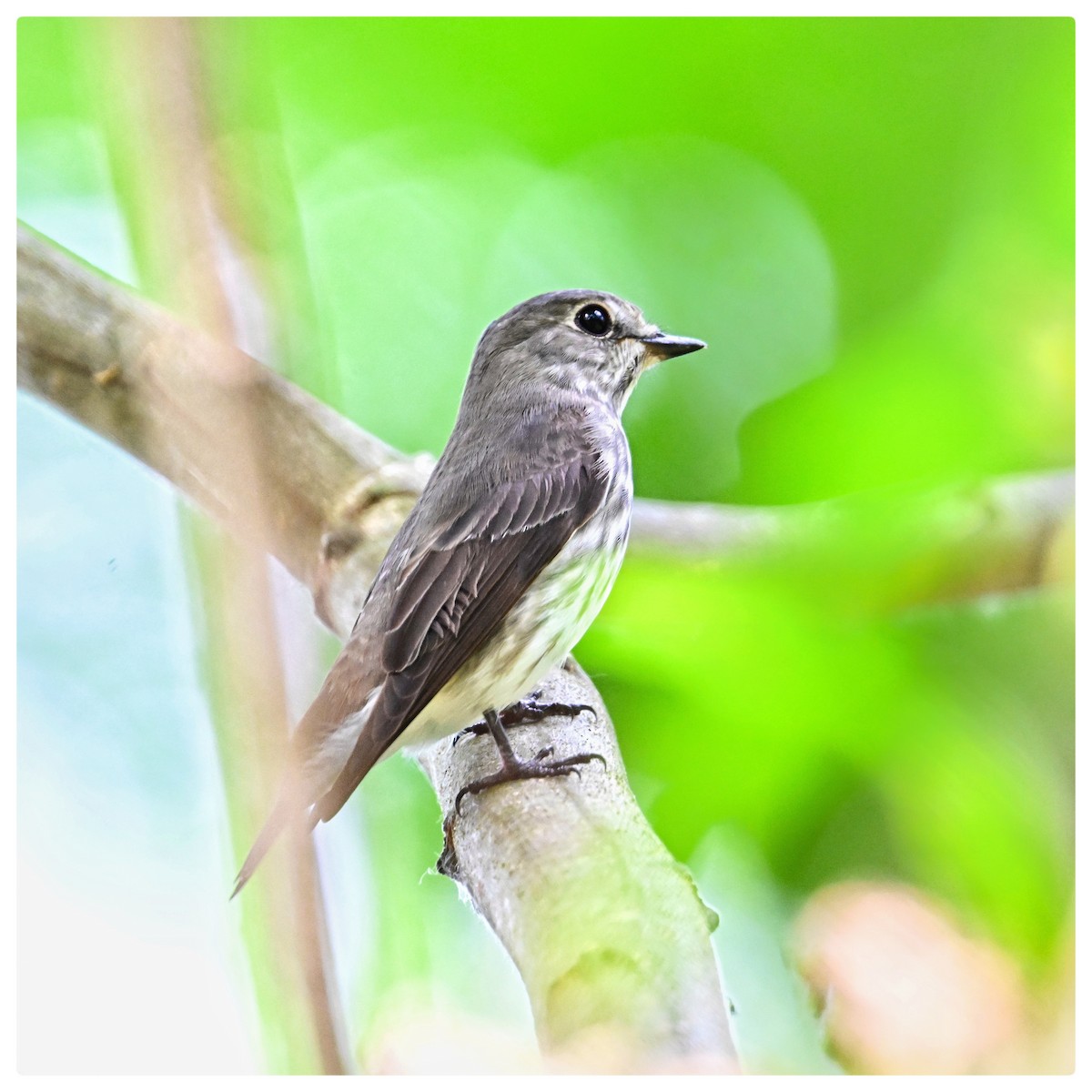 Gray-streaked Flycatcher - ML635352544
