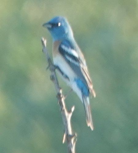Lazuli Bunting - ML635352550