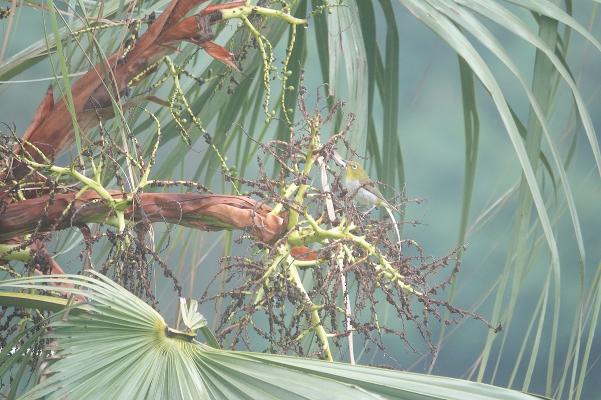 Warbling White-eye - ML635352552