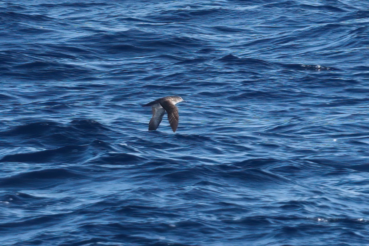 Pink-footed Shearwater - ML635352562