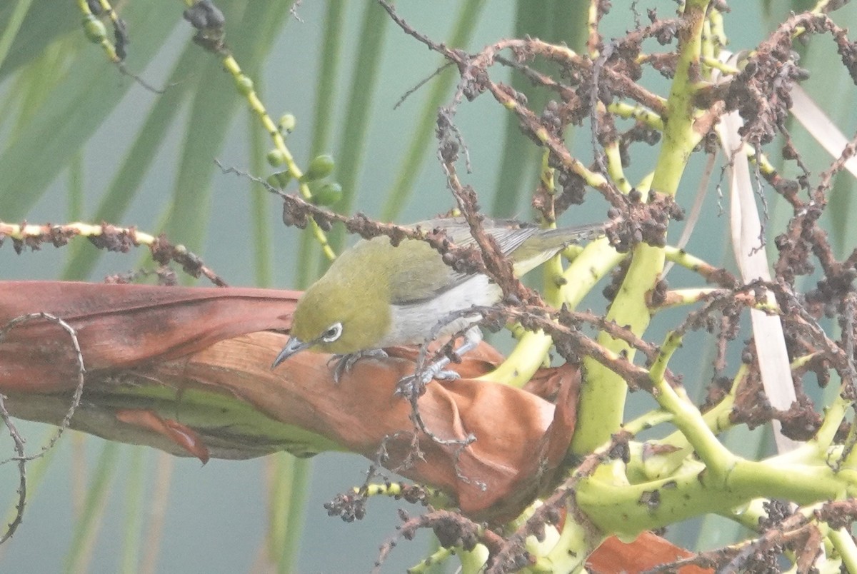 Warbling White-eye - ML635352564