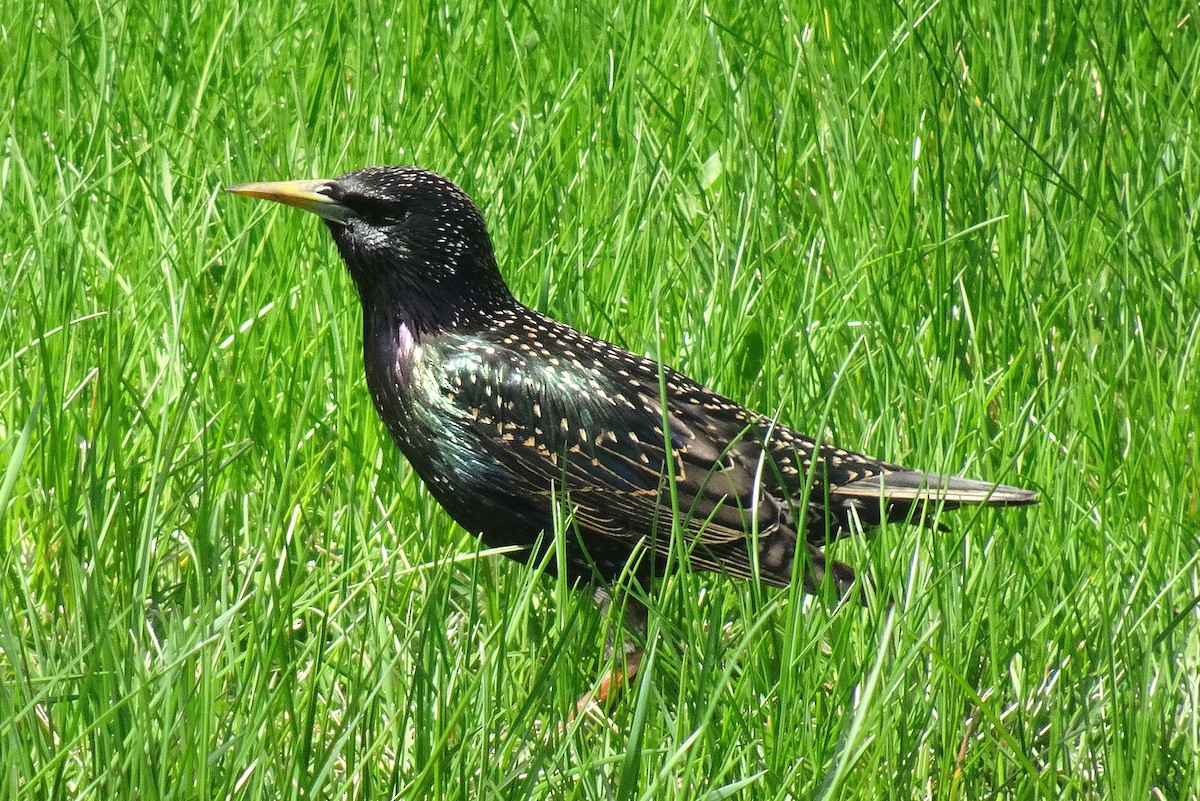 European Starling - ML635352566