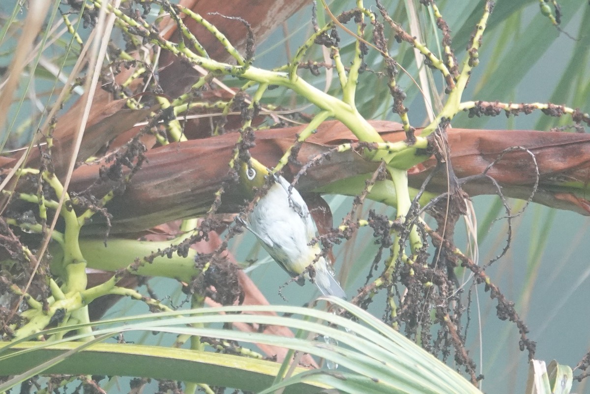 Warbling White-eye - ML635352575