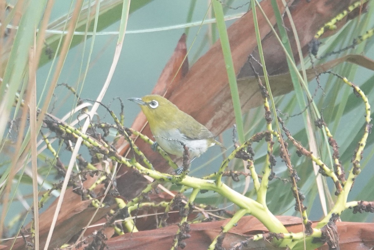 Warbling White-eye - ML635352596